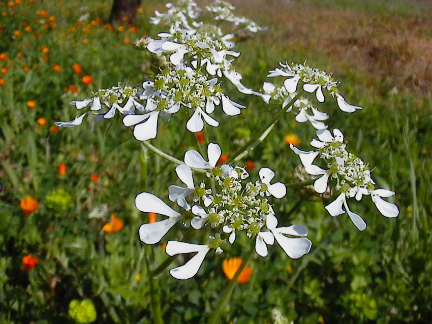 Tordylium apulum / Ombrellini pugliesi