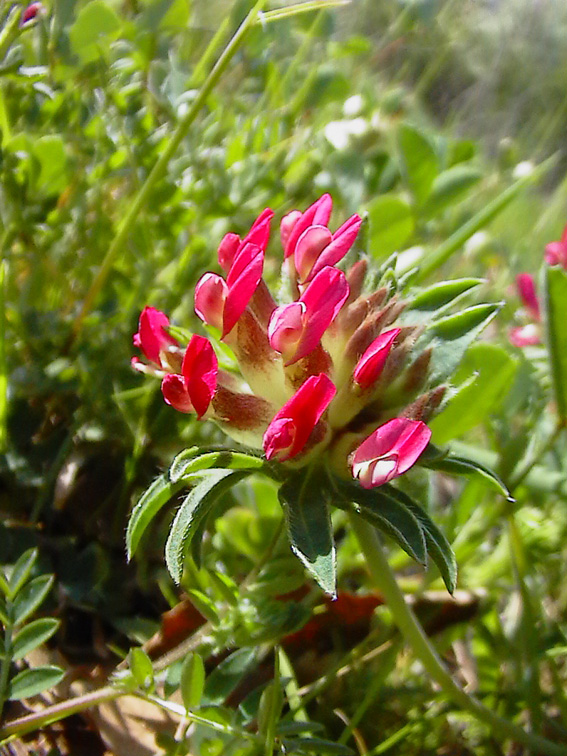 Anthyllis vulneraria / Vulneraria comune