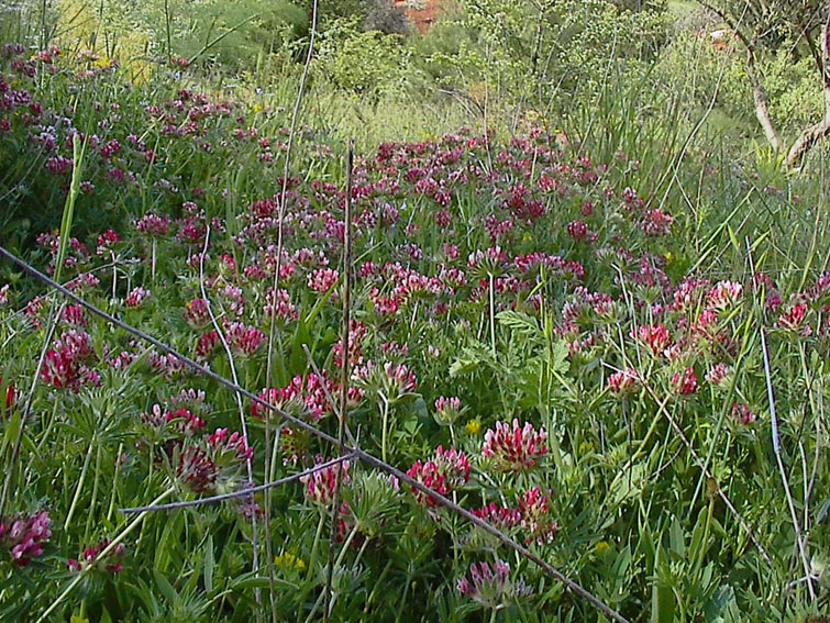 Anthyllis vulneraria / Vulneraria comune