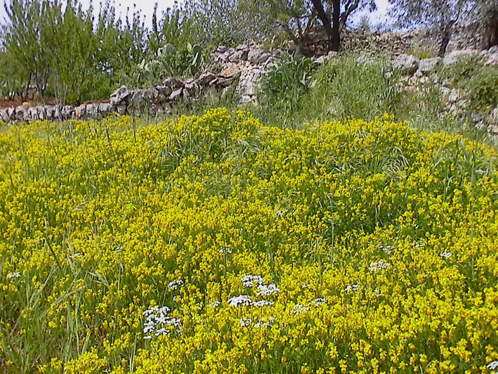Medicago falcata