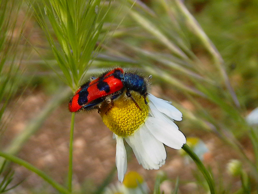 Trichodes alvearius