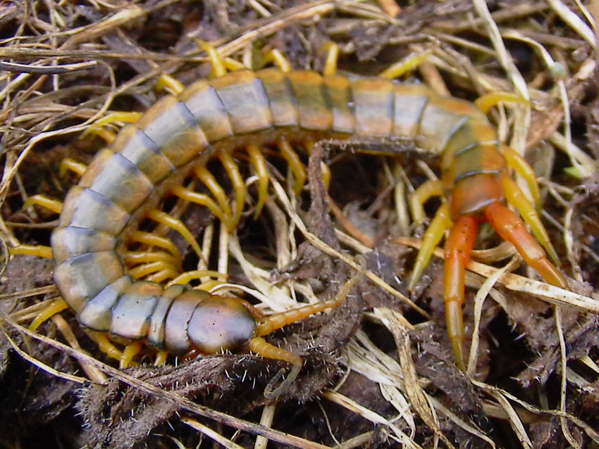 Scolopendra cingulata