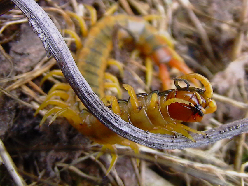 Scolopendra cingulata