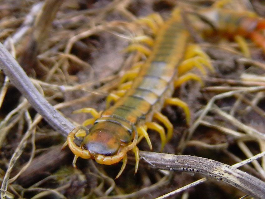 Scolopendra cingulata