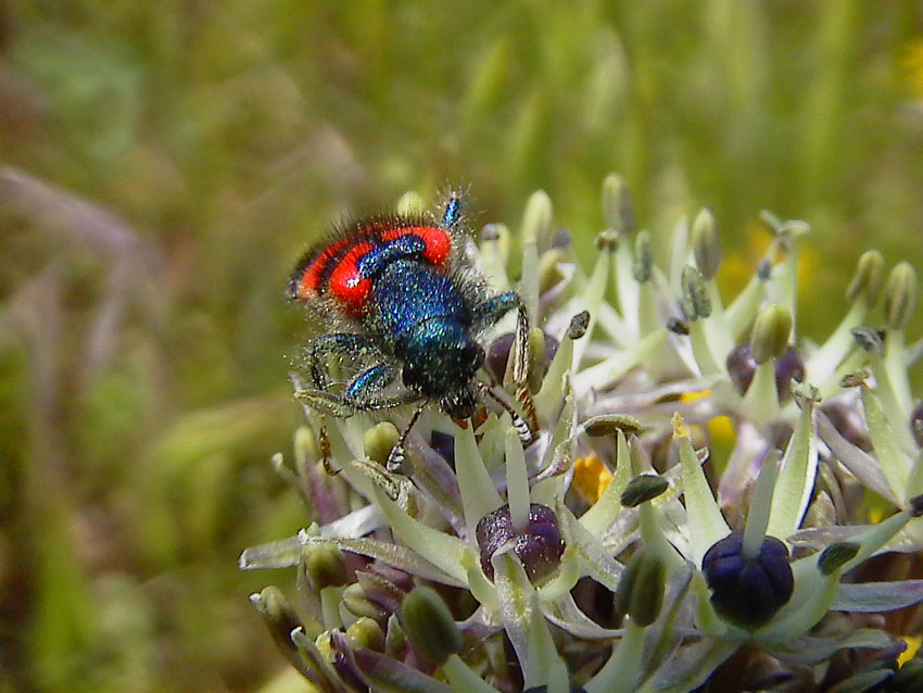 Trichodes alvearius