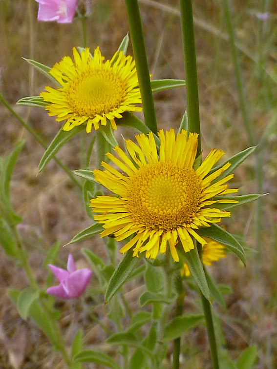 Pallenis spinosa / Asterisco spinoso