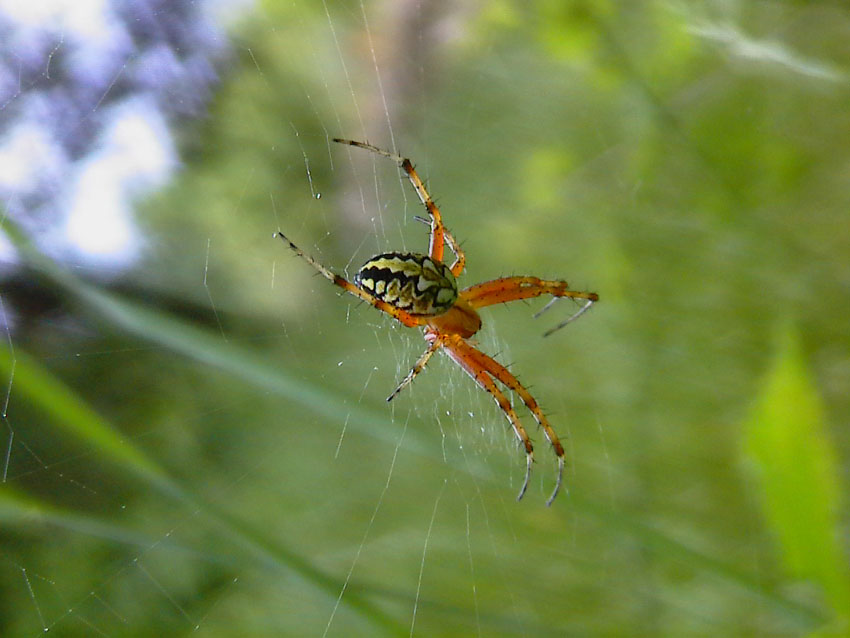 Neoscona adiantha