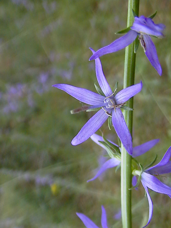 Asyneuma limonifolium / Raponzolo meridionale