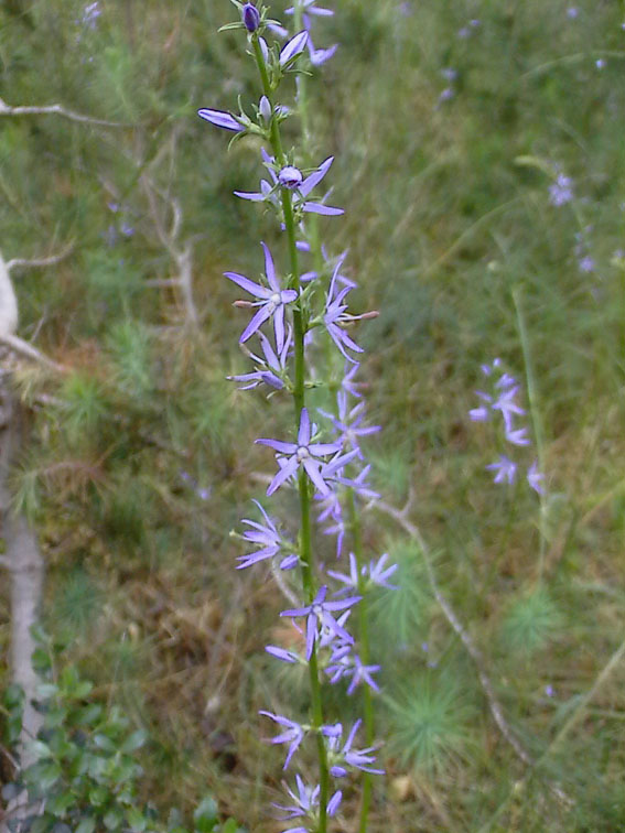 Asyneuma limonifolium / Raponzolo meridionale