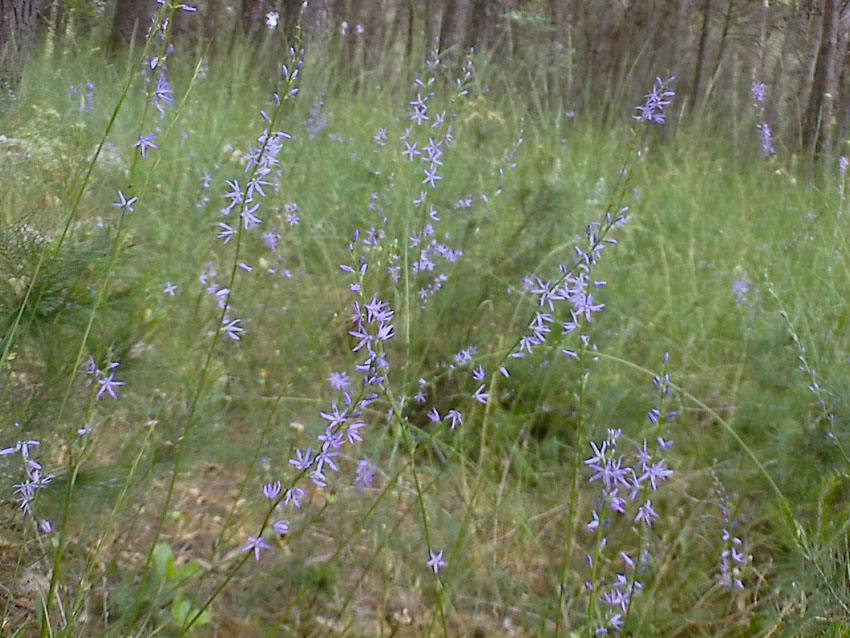 Asyneuma limonifolium / Raponzolo meridionale