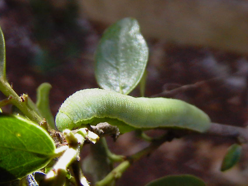 La stagione delle Gonepteryx