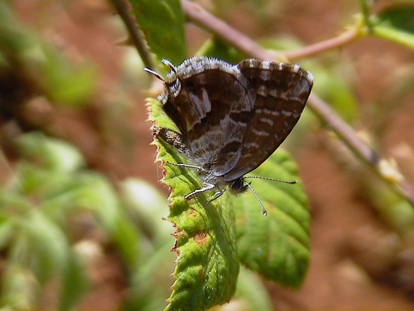 Cacyreus marshalli