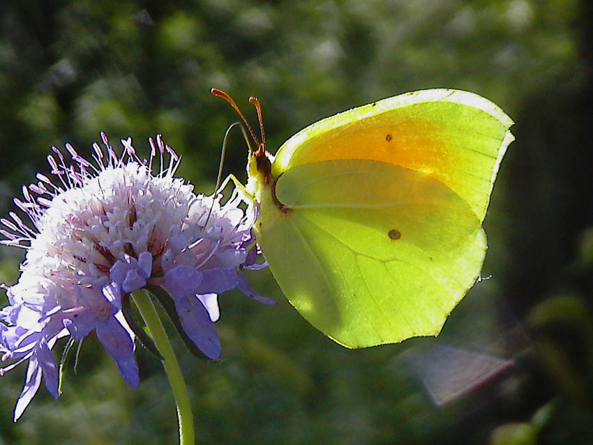 La stagione delle Gonepteryx