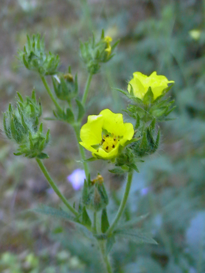 Potentilla recta / Cinquefoglia diritta