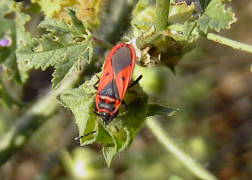 Pyrrhocoris apterus e Orthetrum coerulescens