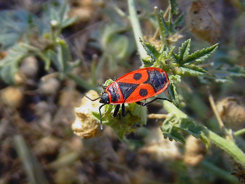 Pyrrhocoris apterus e Orthetrum coerulescens