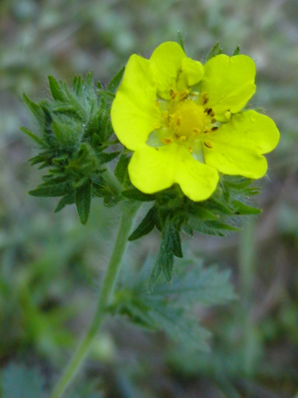 Potentilla recta / Cinquefoglia diritta
