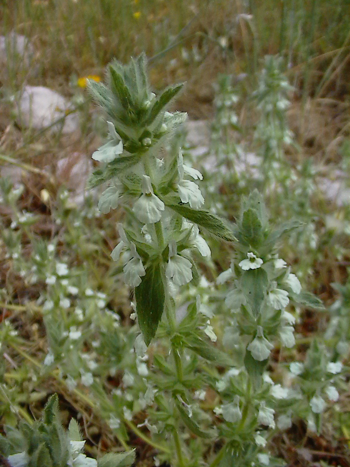 Stachys romana (=Sideritis romana) / Stregonia comune