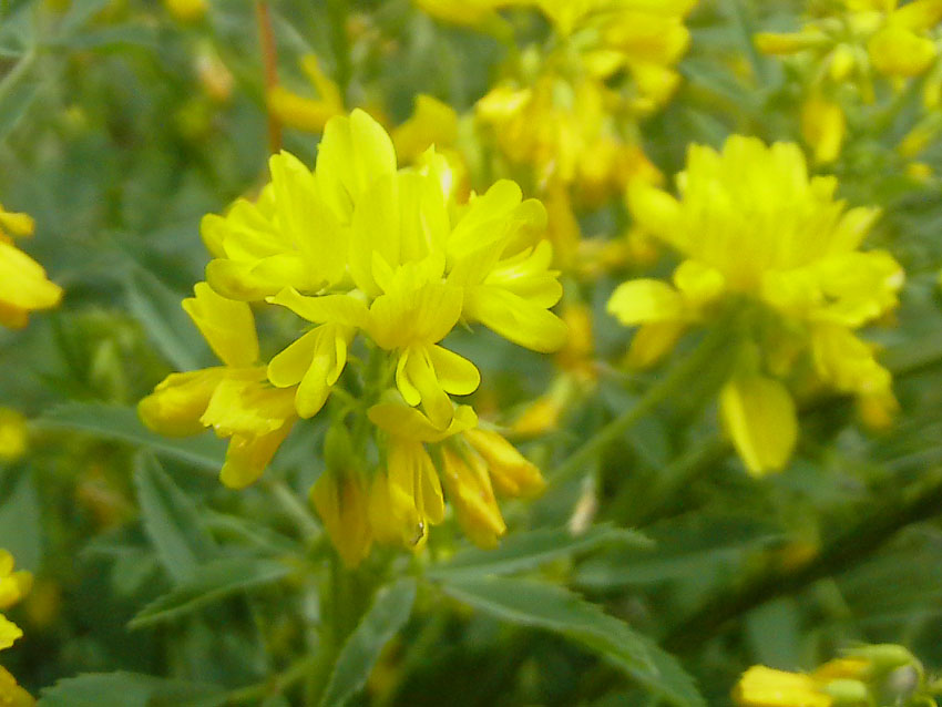 Medicago falcata