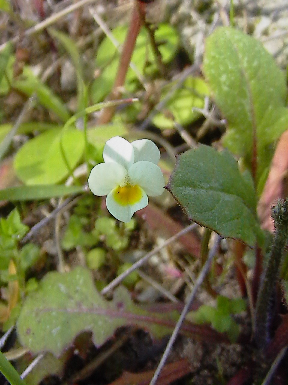 Viola arvensis e altre...