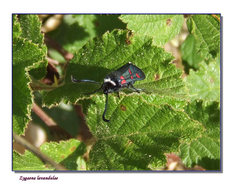 Zygaena lavandulae