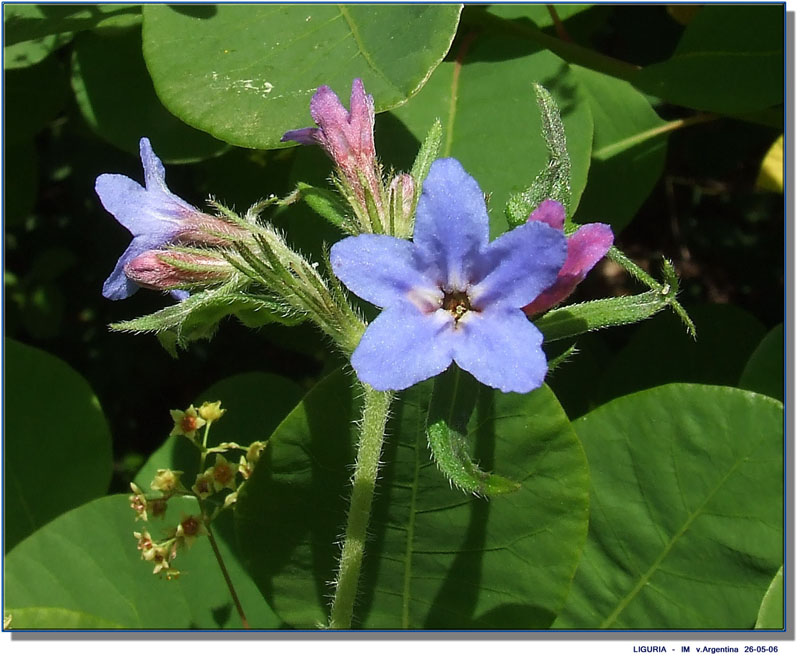 Aegonychon purpurocaeruleum (=Buglossoides purpurocaerulea) / Erba perla azzurra