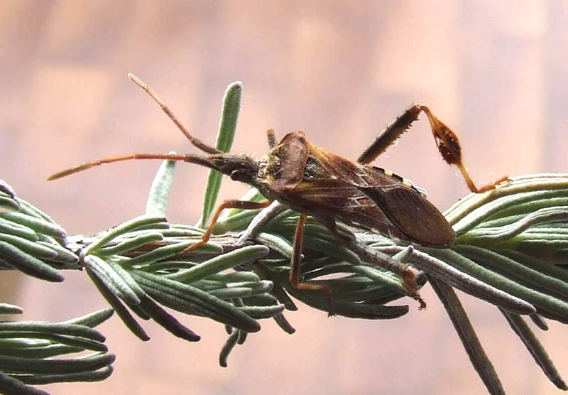 Coreidae: Leptoglossus occidentalis ormai ovunque