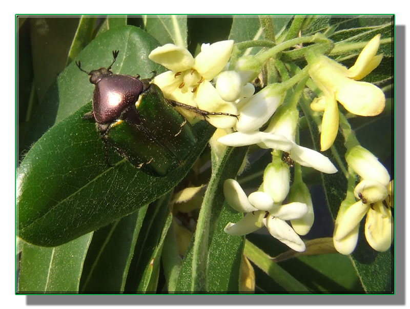 Cetonia aurata, colori ed evoluzione