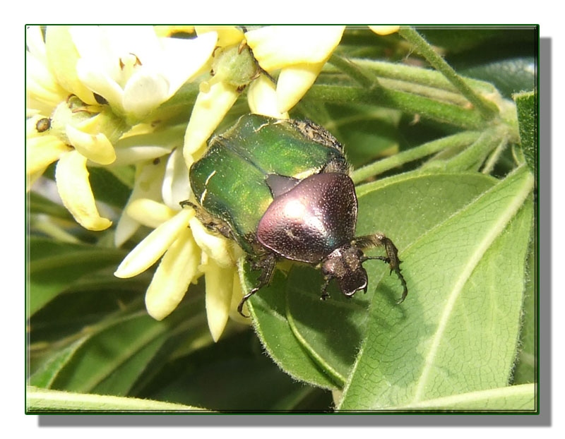 Cetonia aurata, colori ed evoluzione