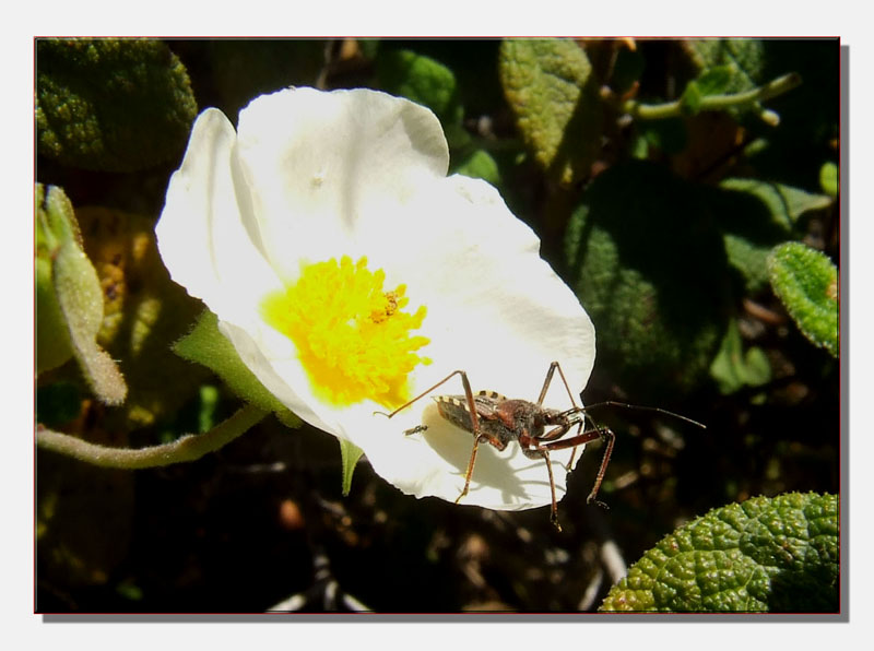 Reduviidae: Rhynocoris erythropus della Liguria occidentale