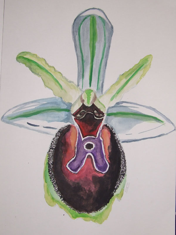 corso di disegno naturalistico 9 lezione