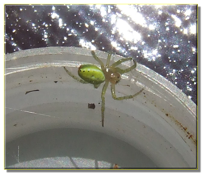 Araniella sp.