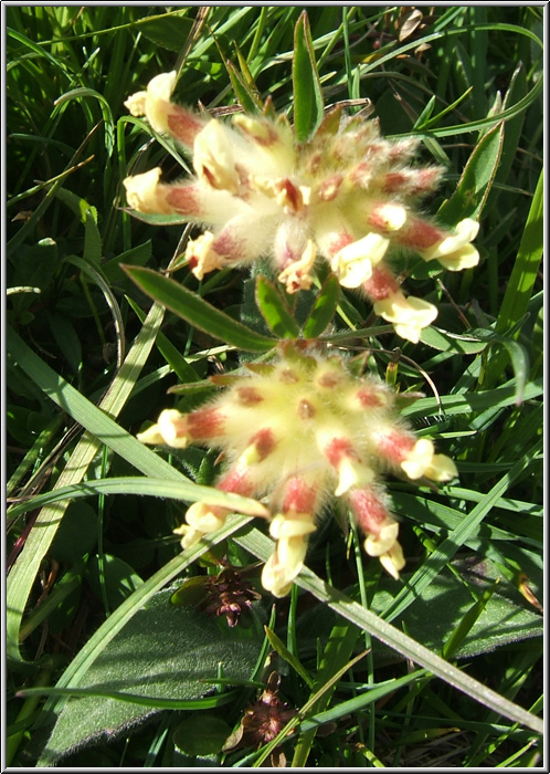 Anthyllis vulneraria / Vulneraria comune