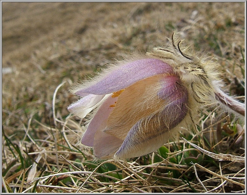 Pulsatilla vernalis / Anemone primaverile