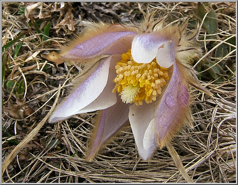 Pulsatilla vernalis / Anemone primaverile