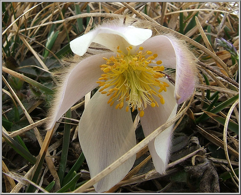 Pulsatilla vernalis / Anemone primaverile