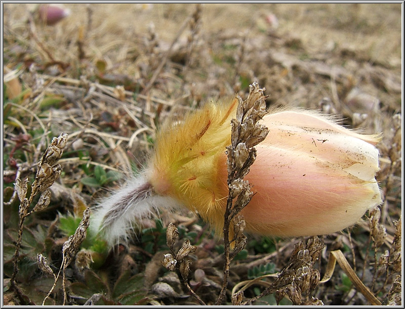 Pulsatilla vernalis / Anemone primaverile