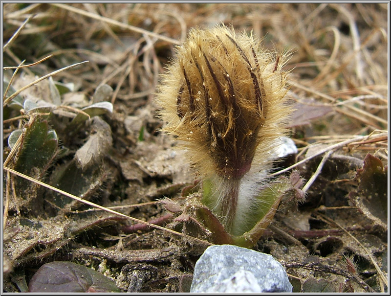 Pulsatilla vernalis / Anemone primaverile