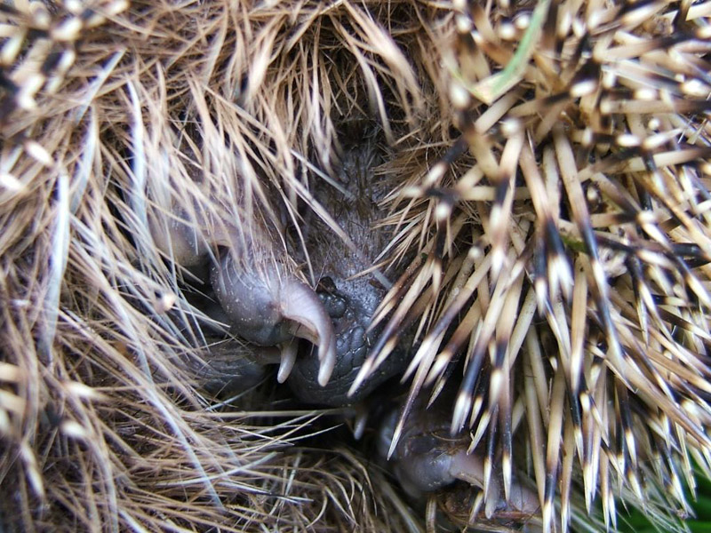 Riccio (Erinaceus europaeus)
