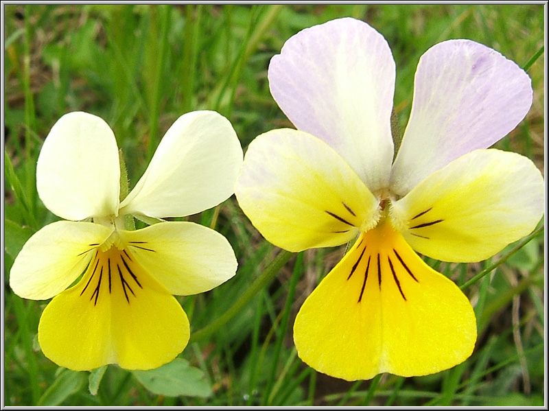 Viola arvensis e altre...