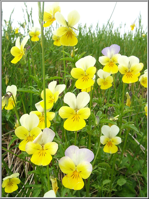 Viola arvensis e altre...