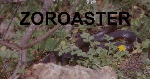 Coluber caspius