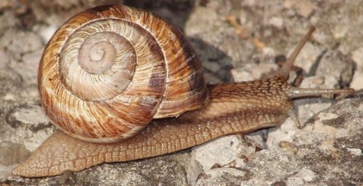 Helix straminea Briganti,1825