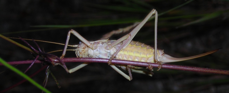 Ephippiger sp. (Orthoptera, Bradyporidae)