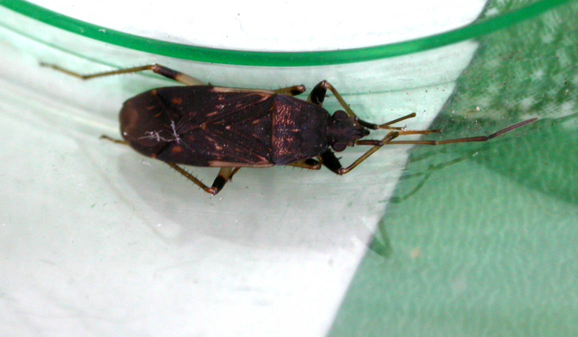 Dieuches armatipes e Eremocoris fenestratus