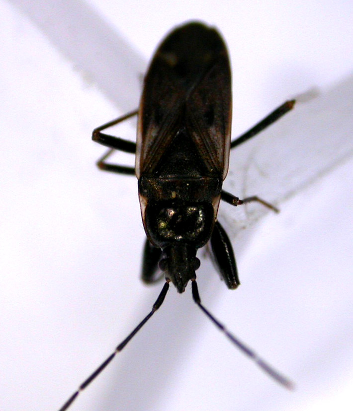 Dieuches armatipes e Eremocoris fenestratus