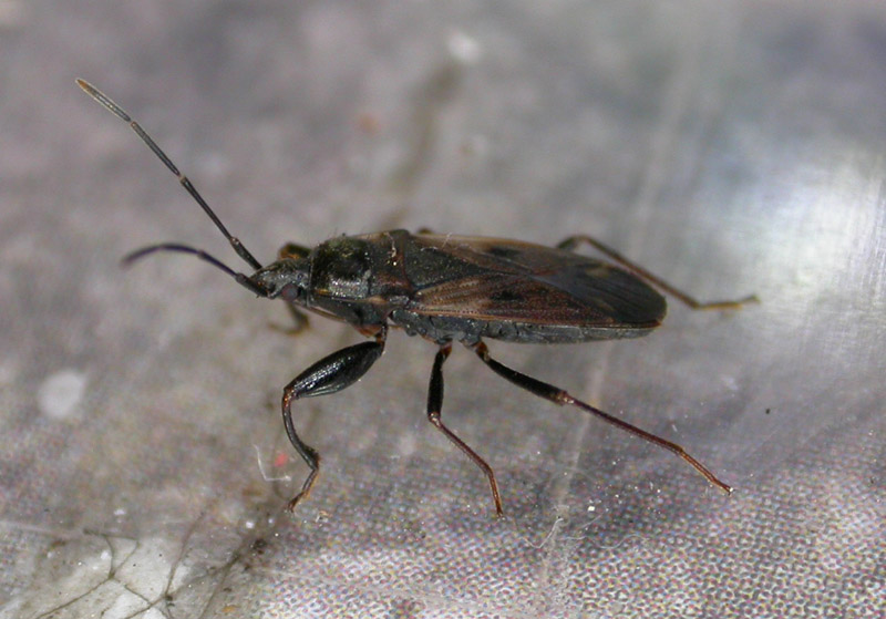 Dieuches armatipes e Eremocoris fenestratus