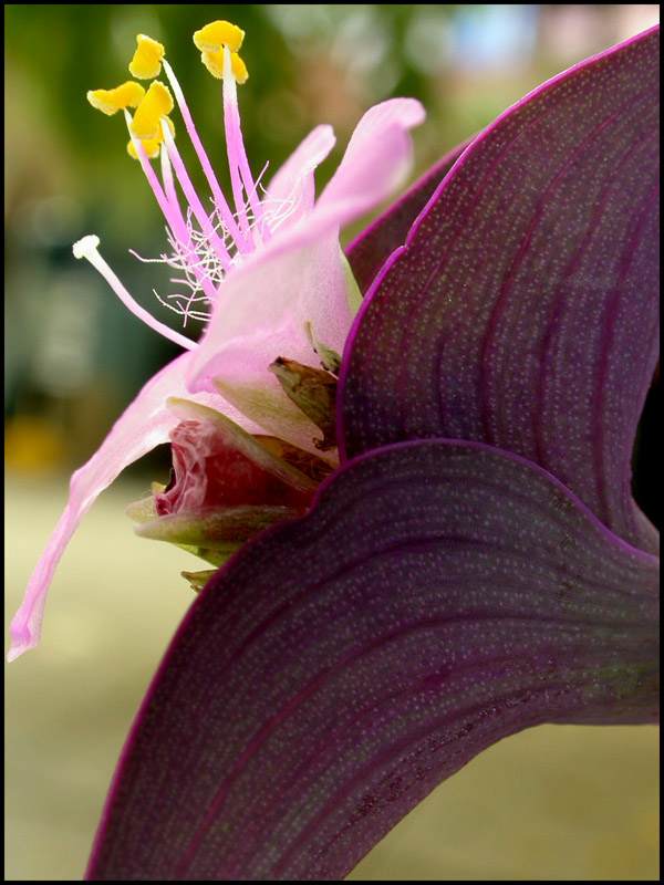 Tradescantia pallida o purpurea (Monocotyledones - Commelianaceae)
