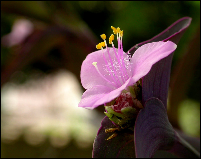 Tradescantia pallida o purpurea (Monocotyledones - Commelianaceae)