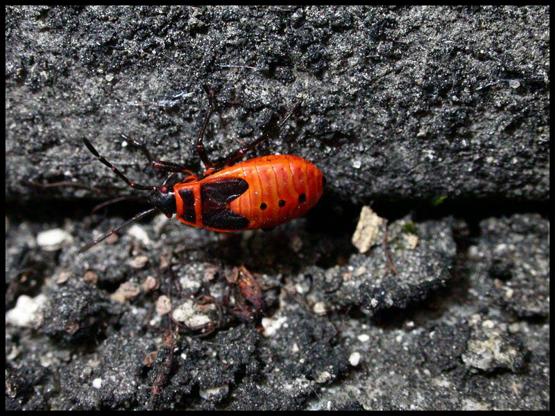 Pyrrhocoris apterus e Orthetrum coerulescens